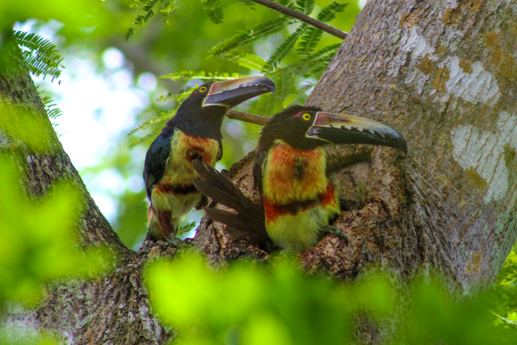 aracari-toucans